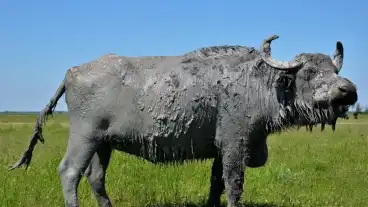 Morahalom Bolombika Tanosveny