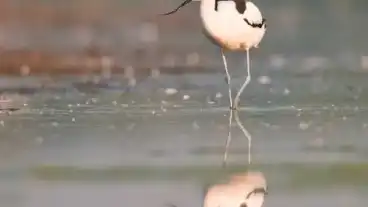 Morahalom Madarasz To