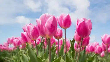 Megnyílt a tulipános kert Mórahalom határában