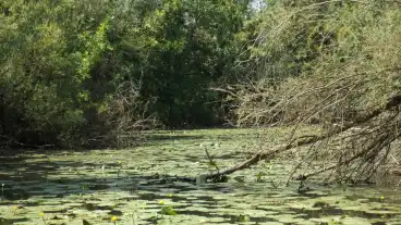 Muraszemenye Mura Ponty Tavak