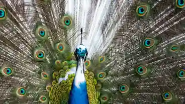 Nagyborzsony Barokut Allatsimogato 1