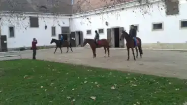 Nagycenk Szechenyi Lovaskozpont 1