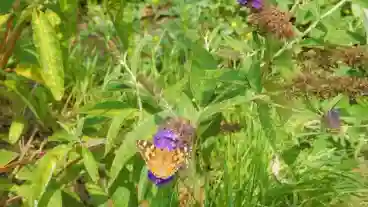 Nagyer Pillangos Tanosveny