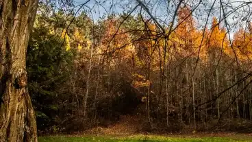 Nagykanizsa Miklosfa Arboretum