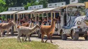 Nagykoros Safari Park 01