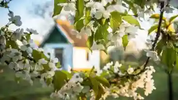 Nagykoru Cseresznye 1