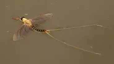 Nagykoru Tiszavirag 1