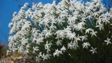 Nagykovacsi Nagyszenas Tanosveny 1