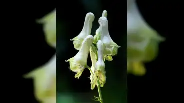 Nagykovacsi Sisakvirag Tanosveny 1