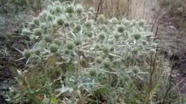 Nagylok Iringo Tanosveny