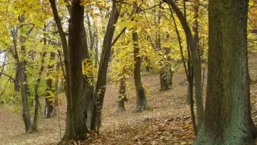 Nagymaros Gesztenyes Tanosveny 1