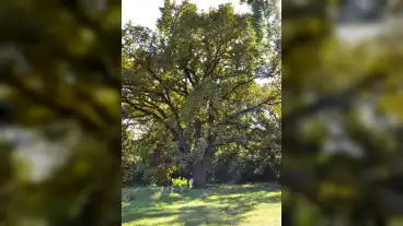 Nagyrabe Kocsanyos Tolgy 01