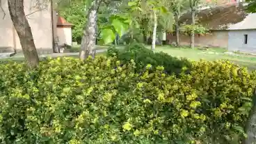 Nagyvenyim Szent Bernat Arboretum 1