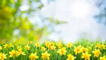 Nárciszok ezrei pompáznak a vácrátóti Nemzeti Botanikus Kertben