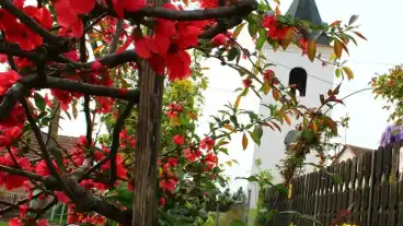 Nemessandorhaza Haranglab