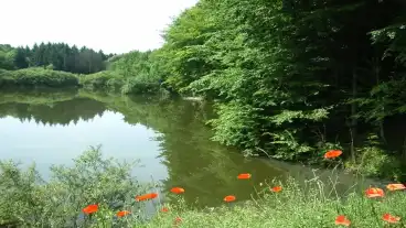 Nemetbanya Pisztrangos To 1