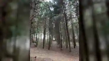 Neszmely Arboretum 1