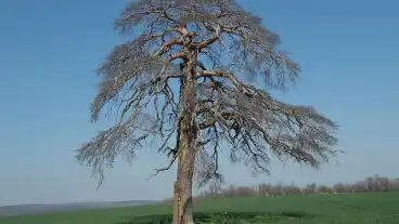 Nyim Patko Bandi Faja