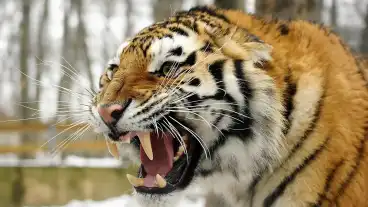 Nyiregyhazi Allatpark 01