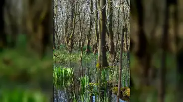 Ocsa Selyem Reti Tanosveny 1