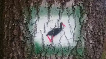 Ocseny Fekete Golya Tanosveny