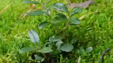 Orfalu Afonyas Tanosveny