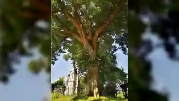 Pacsa 300 Eves Harsfa