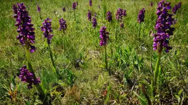 Pahi Orcidea Tanosveny