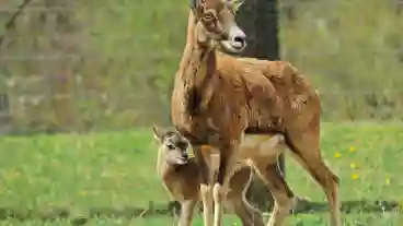 Pakozd Pagony Vadaspark 1