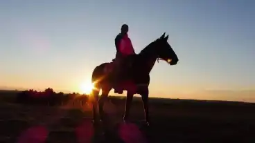 Paks Palma Lovastanya 1