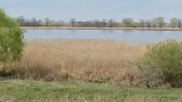 Palmonostora Peteri To