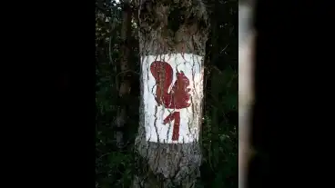 Pecs Mokus Tanosveny