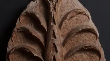 Pecs Reneszancs Kotar 1