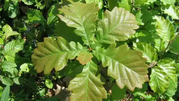 Pecs Tettye Irma Uti Tanosveny