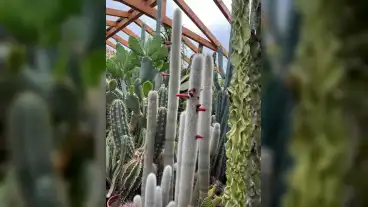 Pekona Kaktuszmuzeum 01