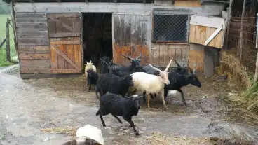 Penzesgyor Pangea Bemutato Kert Es Gazdasag 1