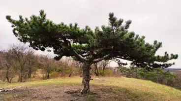 Petfurdo Tanyarfenyo Tanosveny 01