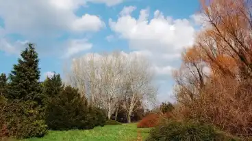 Petohaza Arboretum 1