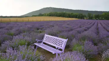 Pilisborosjeno Kevelyhegyi Levendelamezo 1