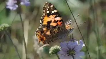 Pilisborosjeno Kevelyhegyi Tanosveny 1