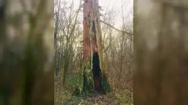 Polgardi Mamutfenyo 1