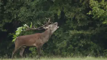 Szarvasbőgés túrák a Gemenci erdőben