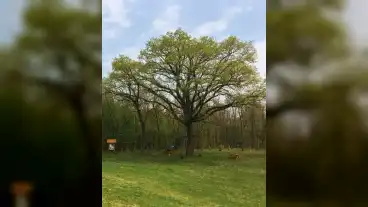 Pusztaszer Arboretum