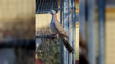 Rakoczifalva Eden Madarpark