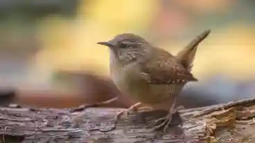 Salgotarjan Eresztvenyi Madarpark 1