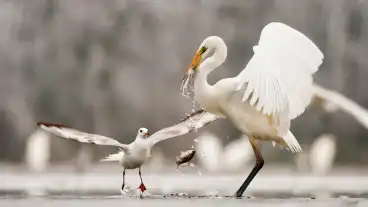 Saregres Retimajor 1