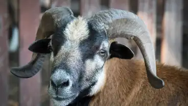 Sarud Tisza Tavi Minizoo 1