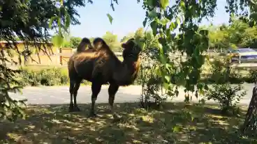 Siofok Bella Allatpark 01