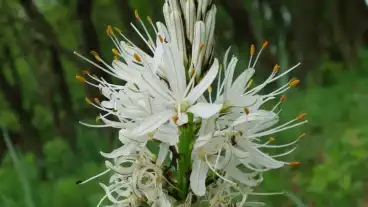 Sitke Kiralyne Gyertyaja