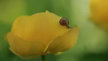 Somlovasarhely Kitabel Tanosveny